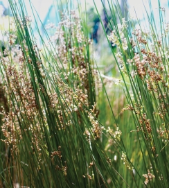 Rushes