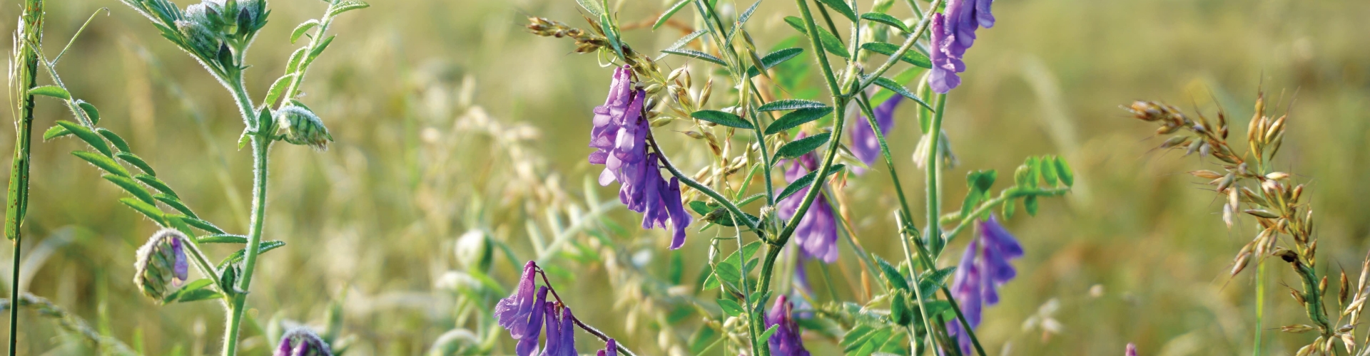 Barvicos Vetch