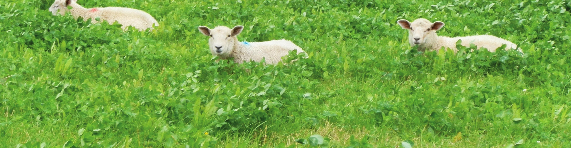 Sheep Graze