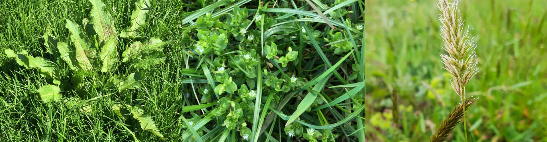 Ag_Challenges_Solutions_Header_Weeds