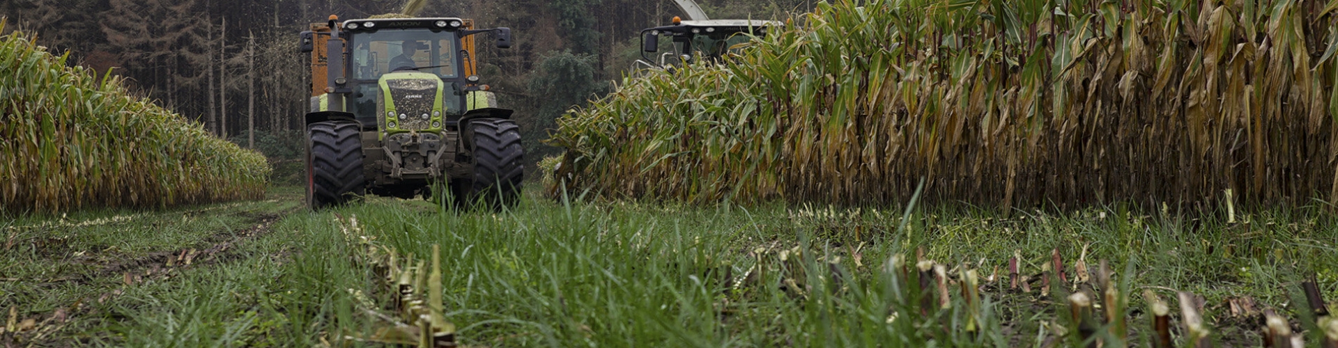 Maximising Maize Yields