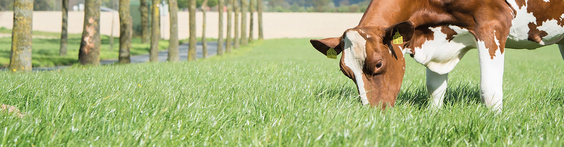 Agricultural Product Header Organic Long Season