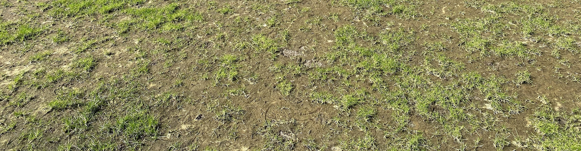 How To Recover Turf From Flooding Sport Header Challenges Solutions