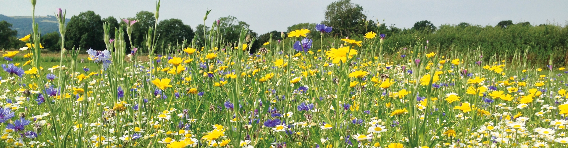 Wildflowers
