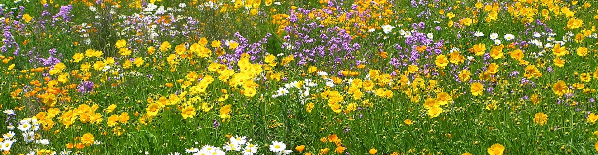 Acidic Soils