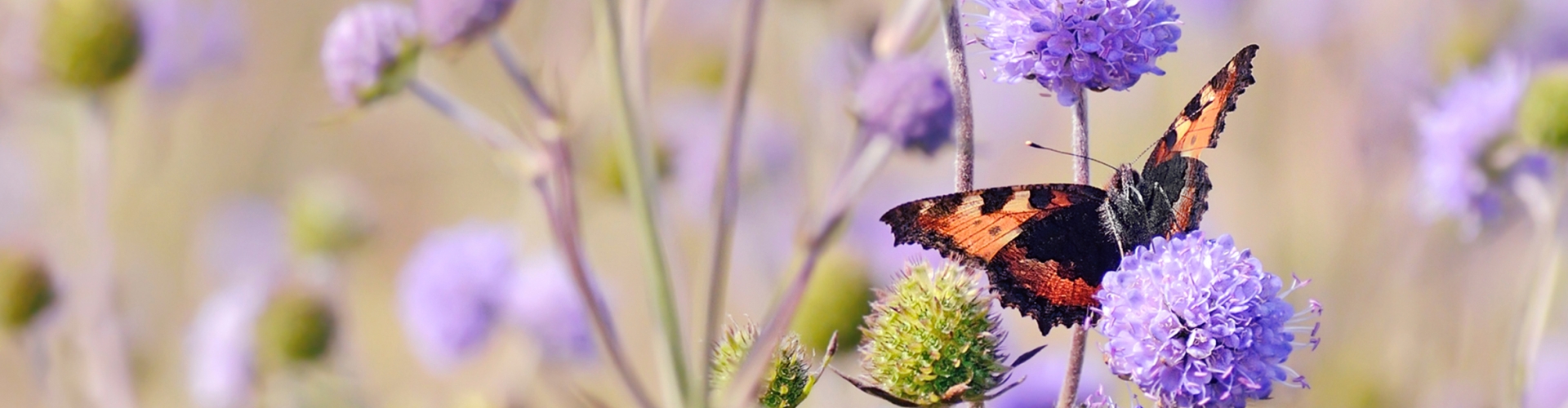 Bees & Butterflies