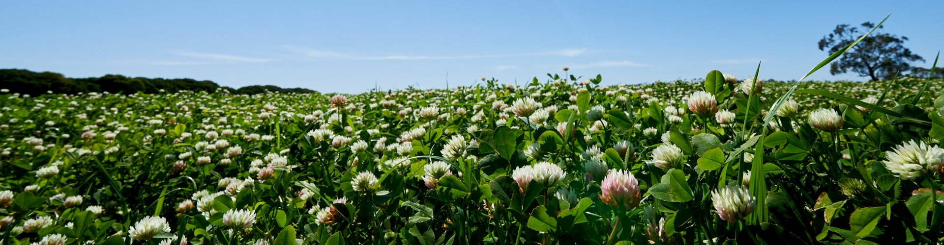 Agriculture Knowledge Hub - Clover success