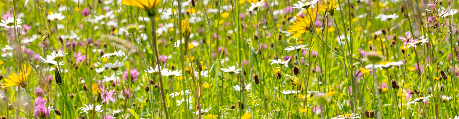 General Purpose, Classic Hay Meadow