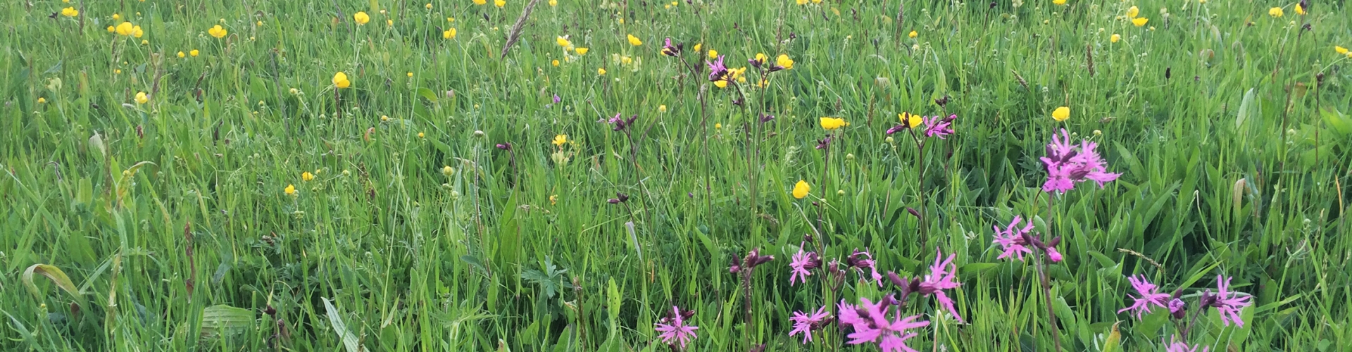 Short Flowers