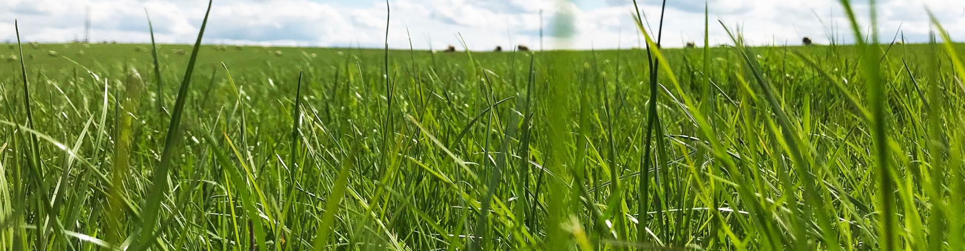Reasons To Reseed