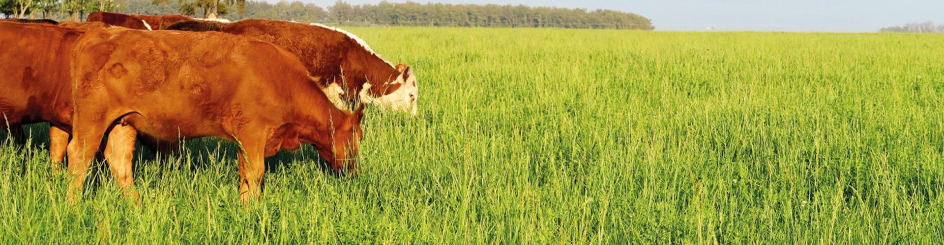 Which Grazing Method Is Right For Your Farm