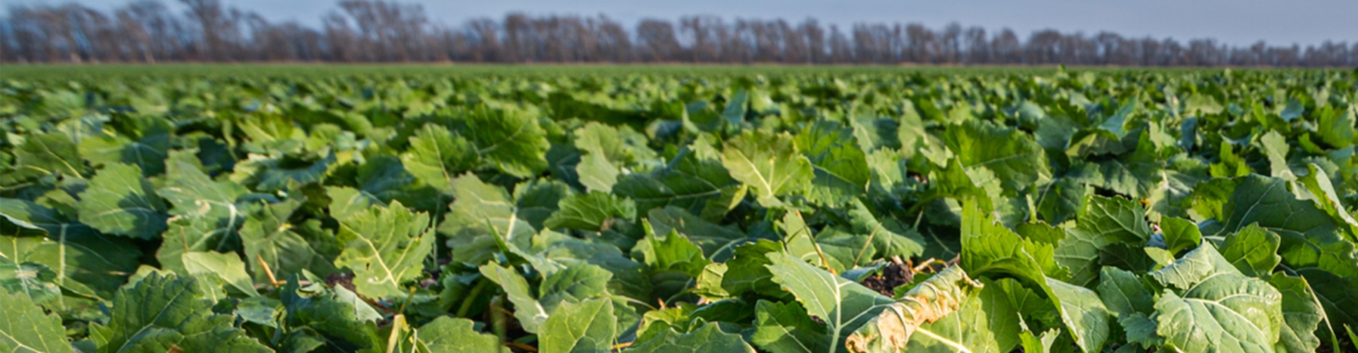Caledonian Kale