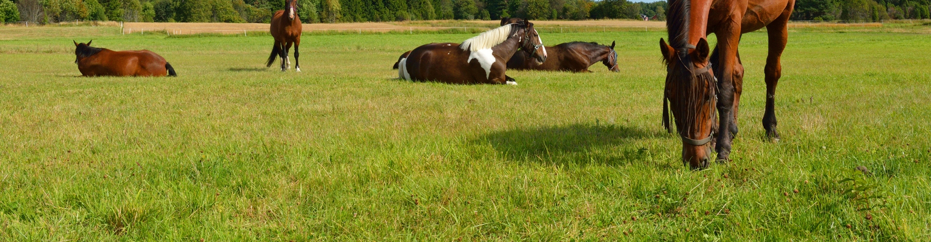 Hunters Equestrian Herbs