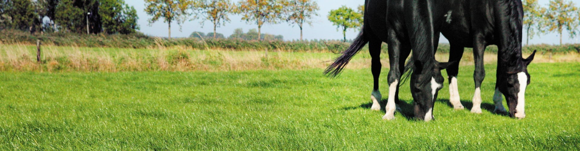 Hunters Equestrian Traditional Meadow