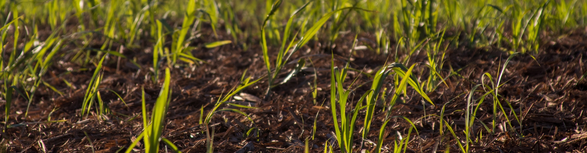 4 Steps To Grass Success Step3