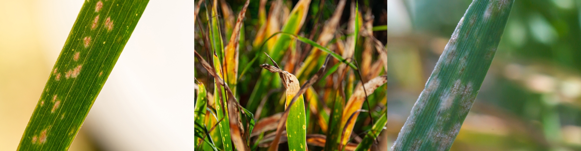 Ag_Challenges_Solutions_Header_Diseases
