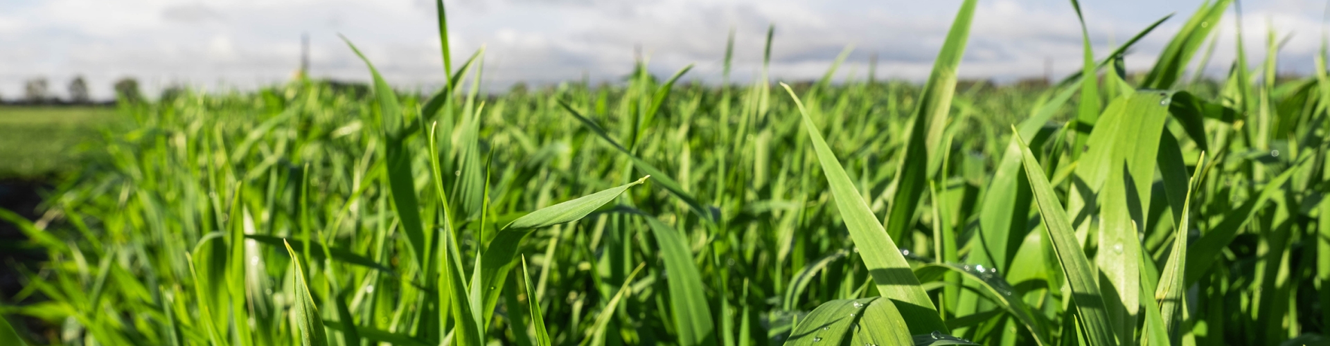 Grassland Establishment Variety Choice