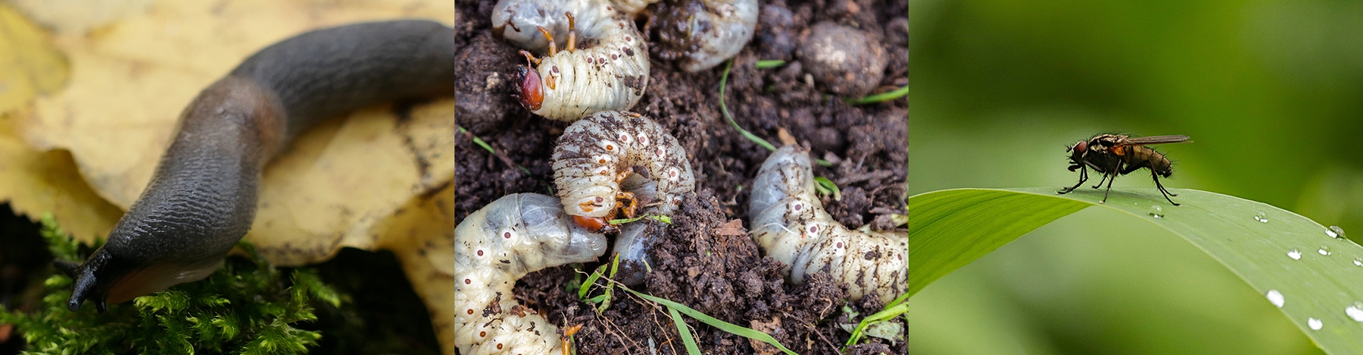 Agriculture Challenges & Solutions Header Insects & Pests