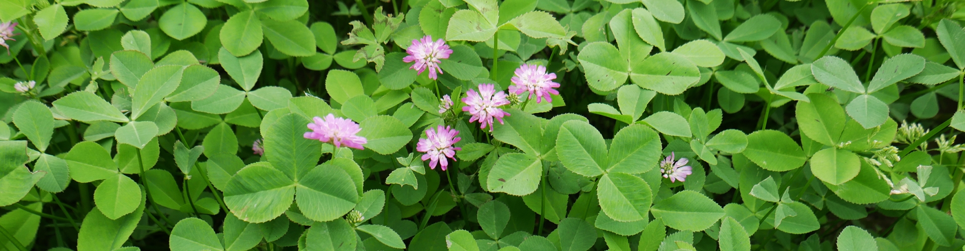 Overseeding? Don’t be overoptimistic with clover