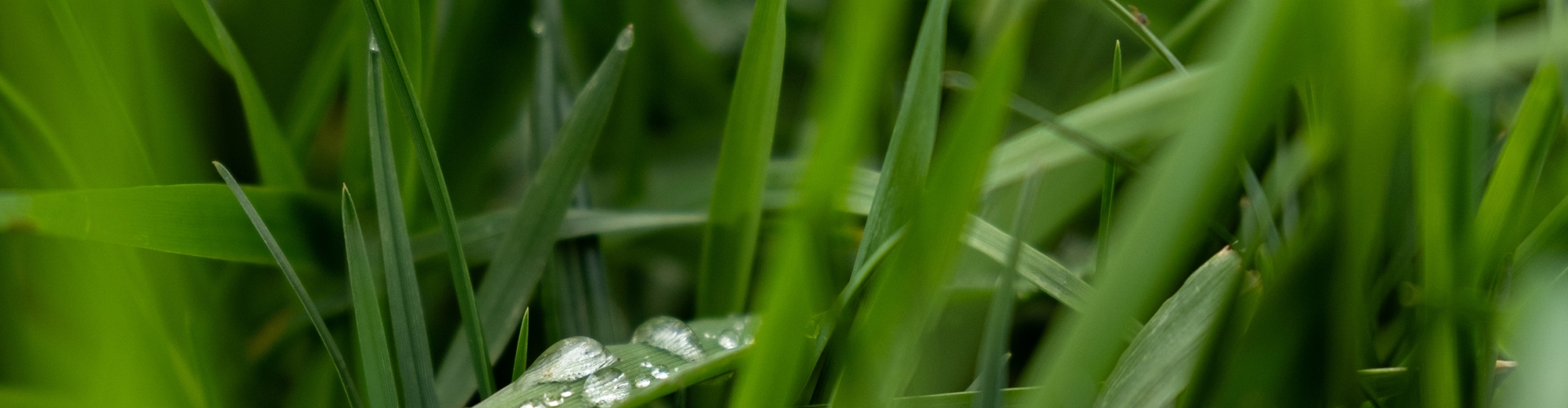 Grassland Series