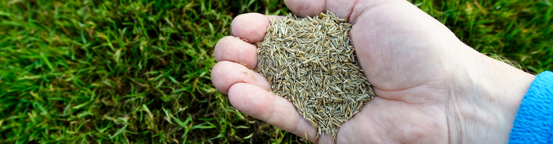 Grass Seed Species & Quality