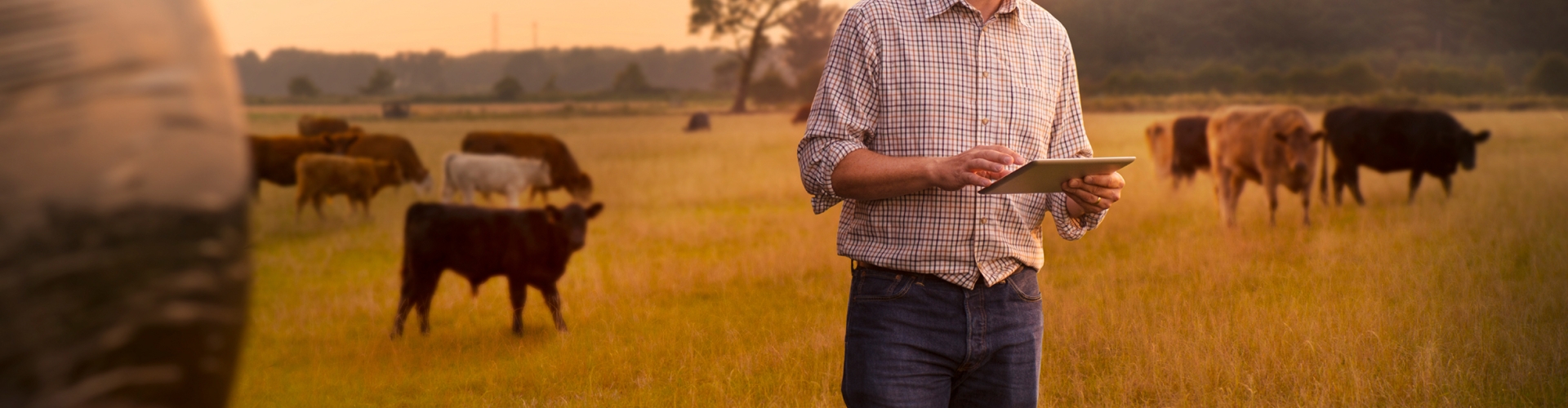 Maximise Your Grassland Investment