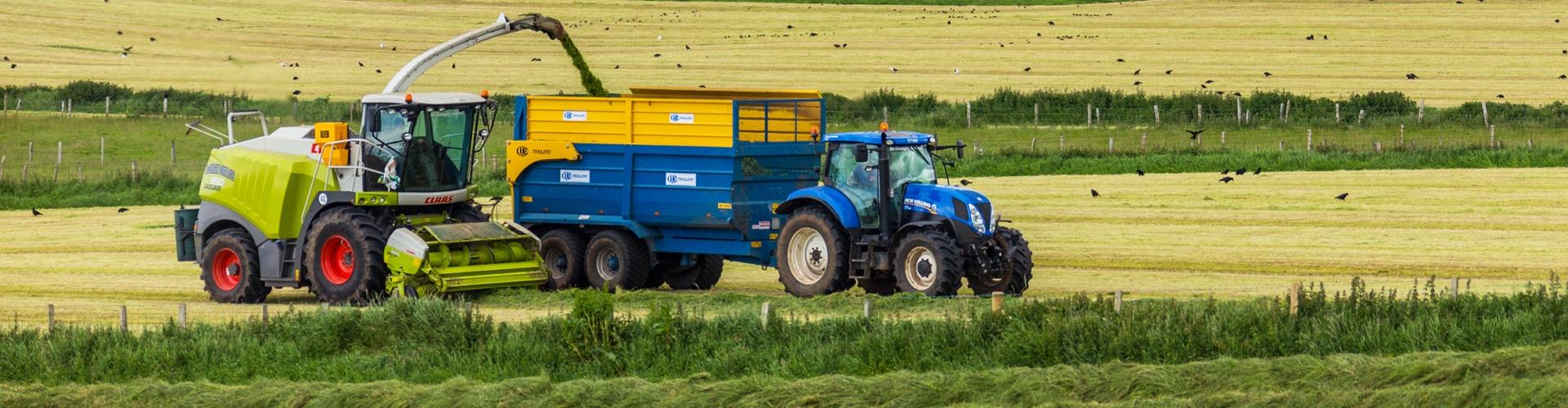 Multi-cut Silage