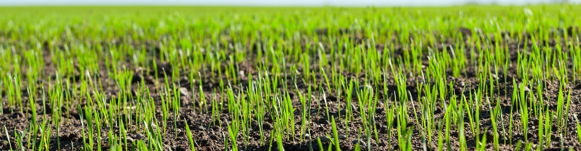 Planning The Reseed