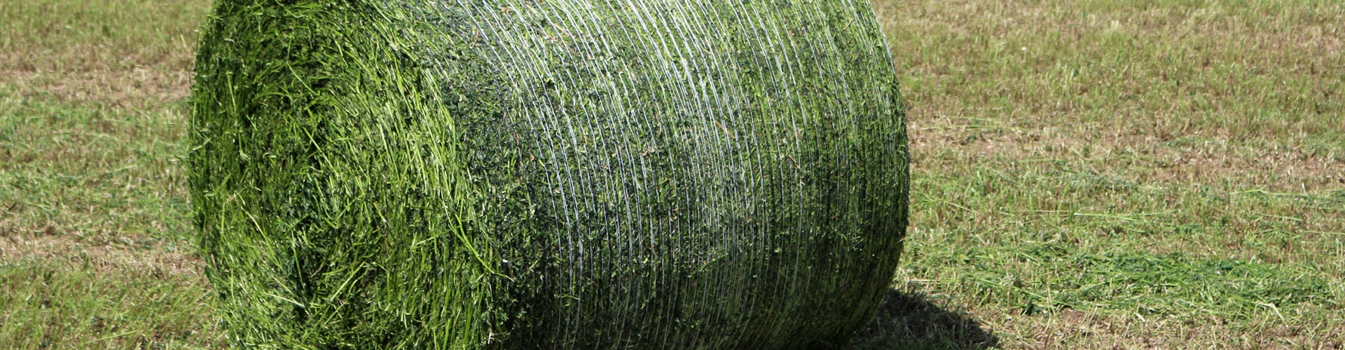 Baled Silage