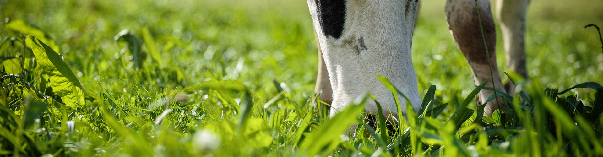 Dairy Cow Grazing