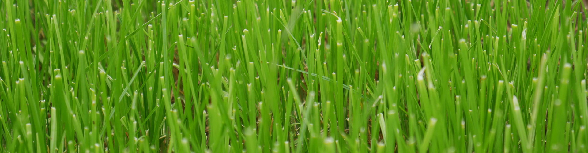 Versatile Varieties Killylea and Tollymore