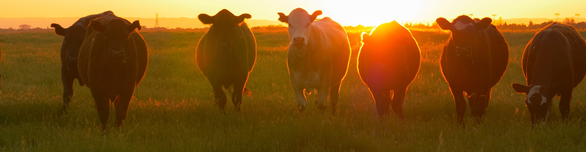Winter Grazing Management Plan