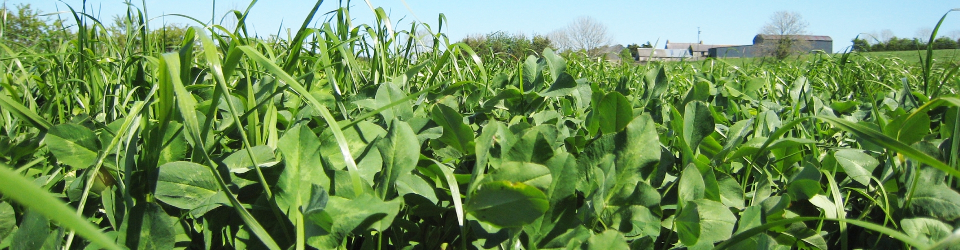 SFI CSAM3 High Production Herbal