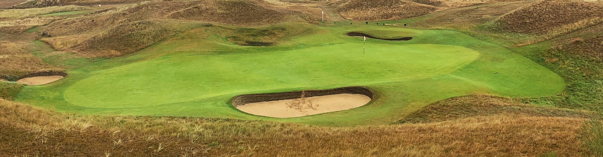 SGT Fine Fescue