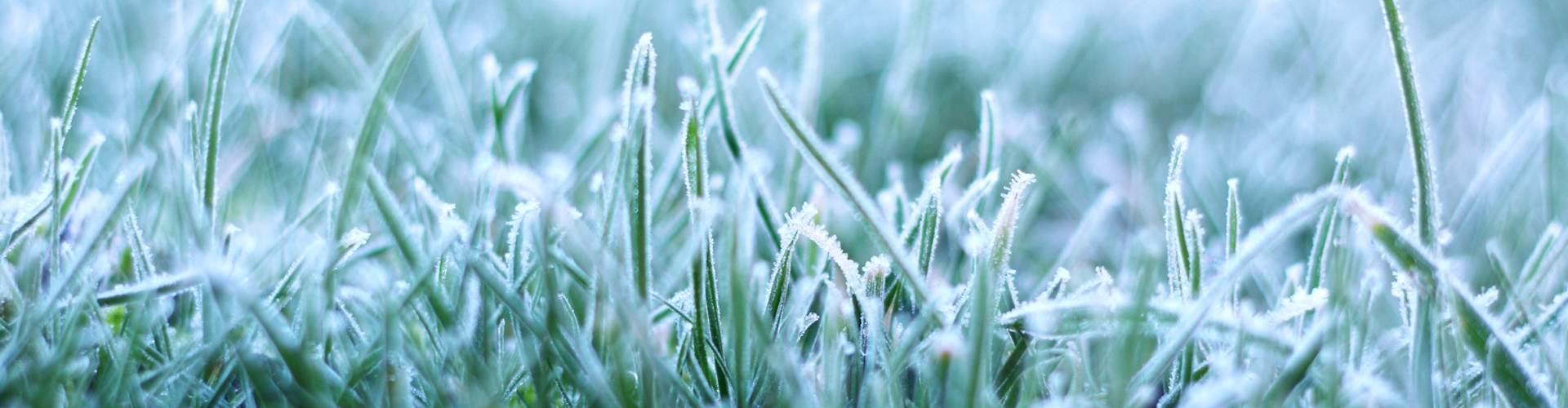 The Best Grass For Winter Sowing