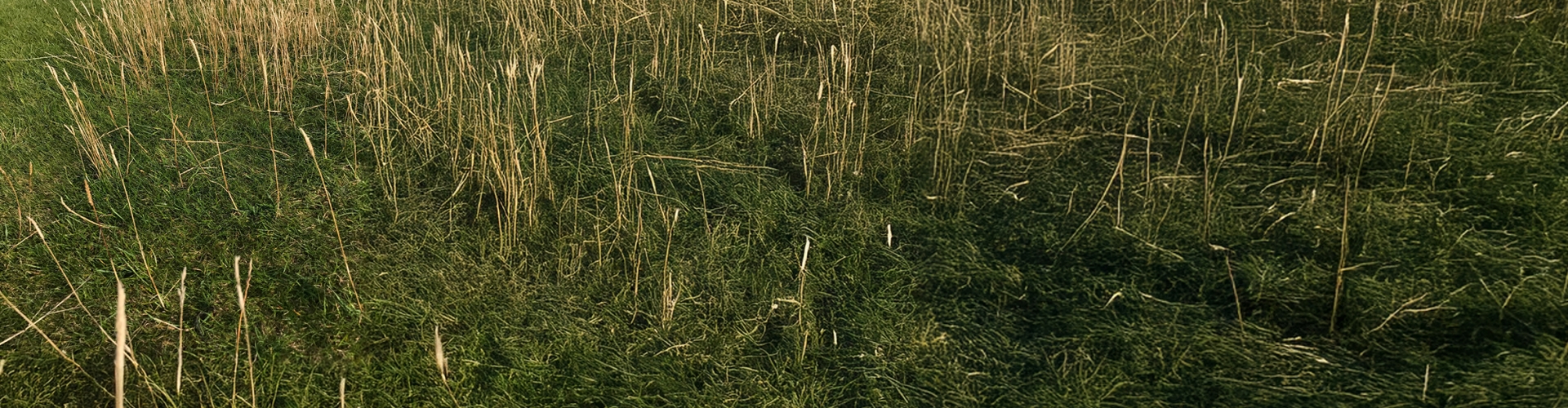 Open Rough