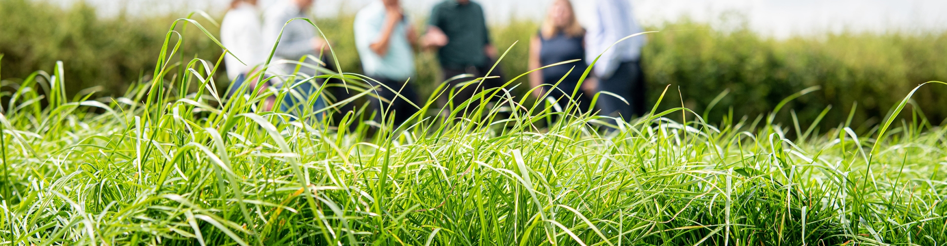 Barenbrug and AFBI Partnership