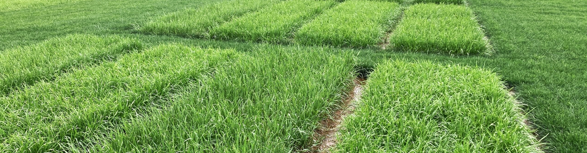 Grass For Tomorrow