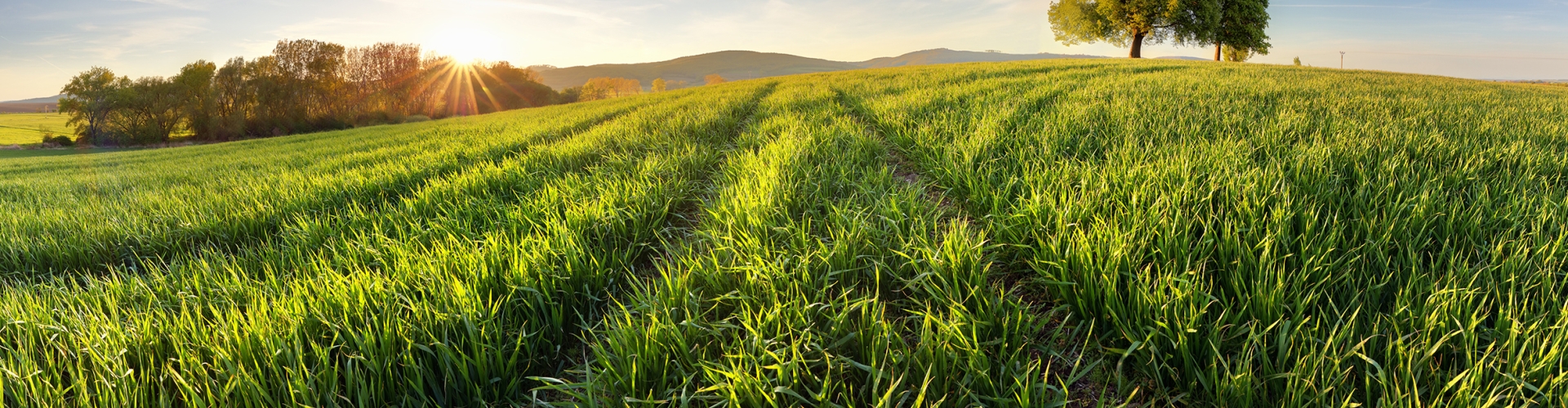 Spring Grass Growth