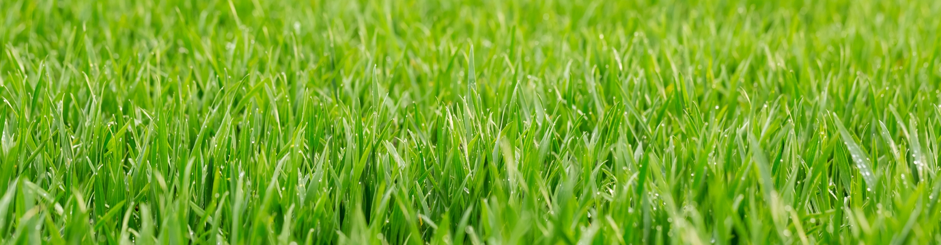 Repairing Your Lawn
