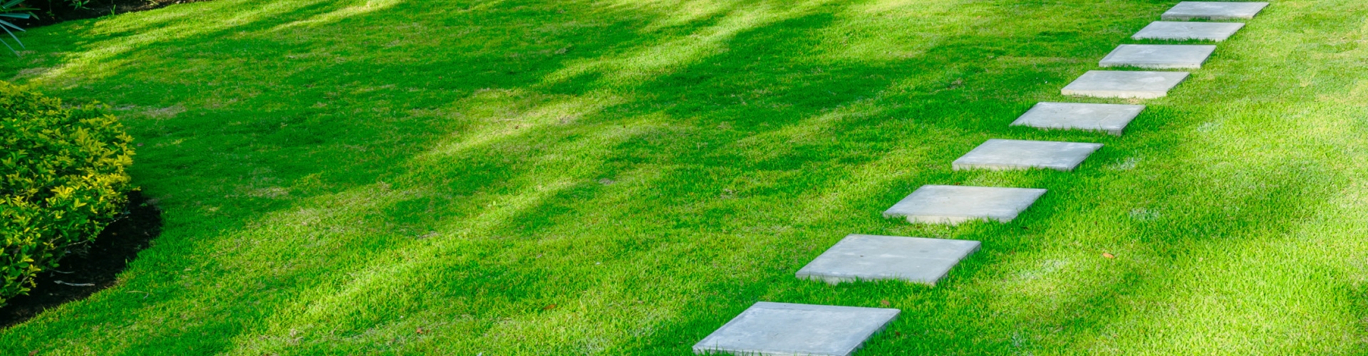 Growing Grass In Shaded Areas