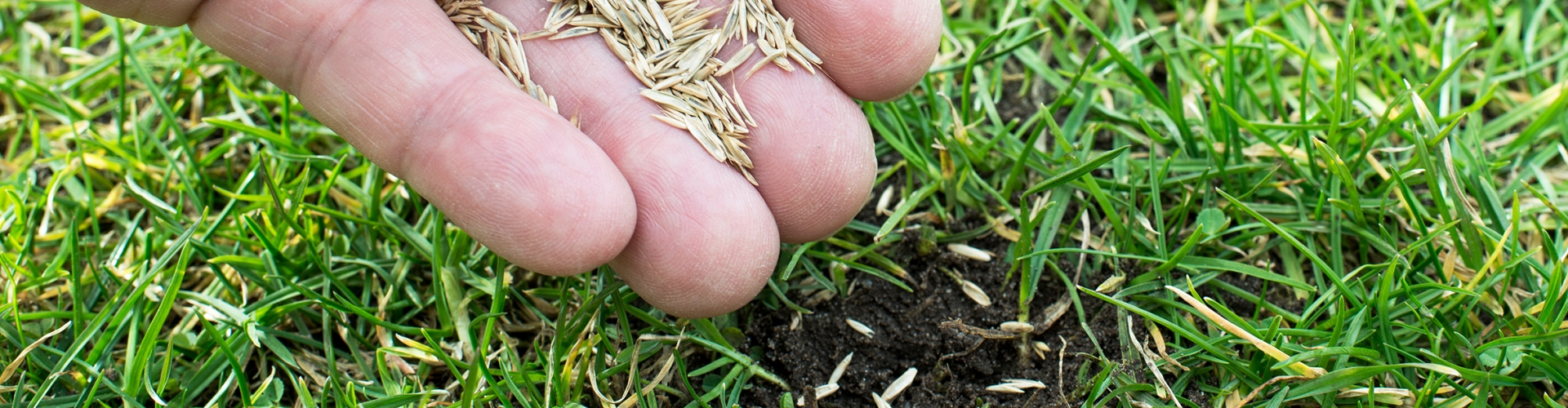 Overseed Your Lawn