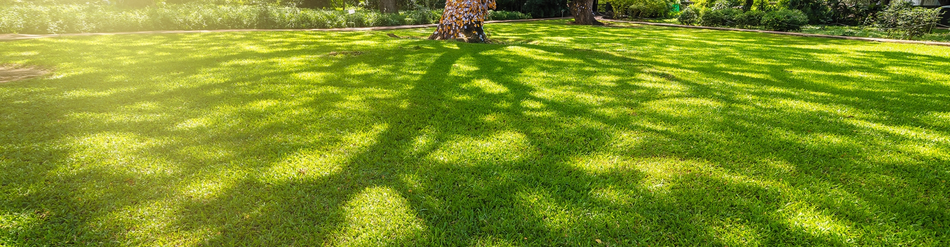 Shady Areas Lawn Landscaping