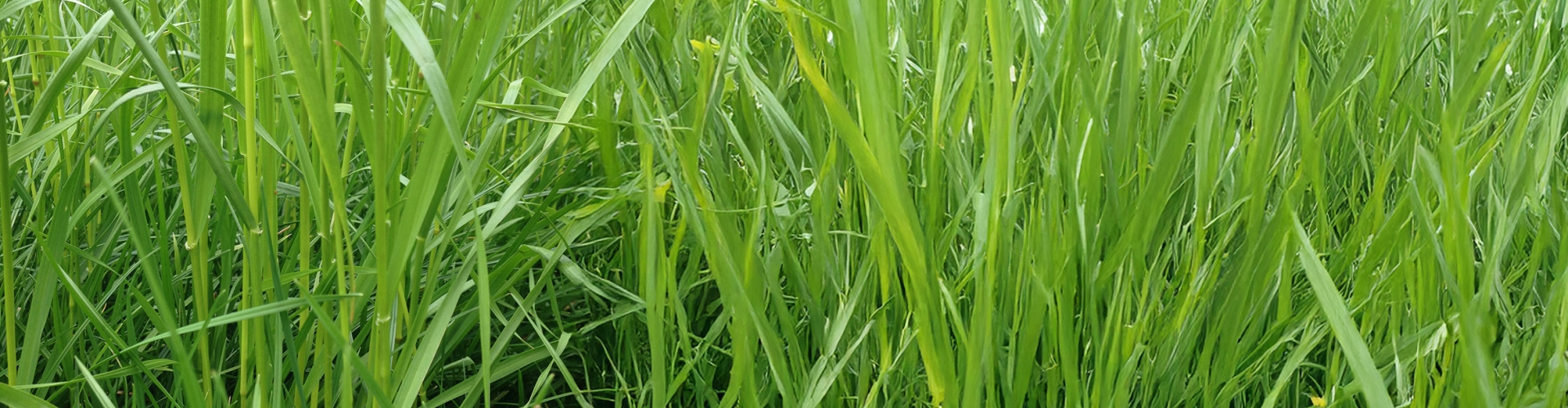 Abys Agriculture Grass Varieties