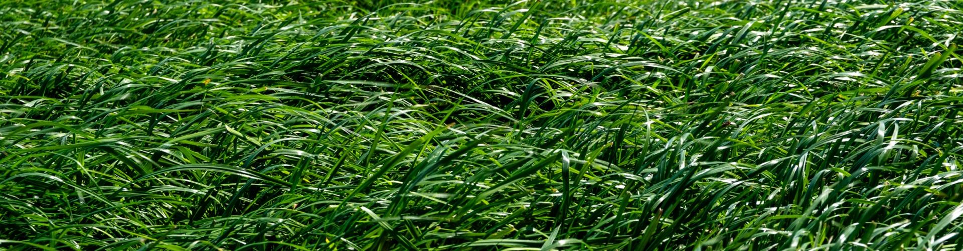 Organic Grass Farming Header image
