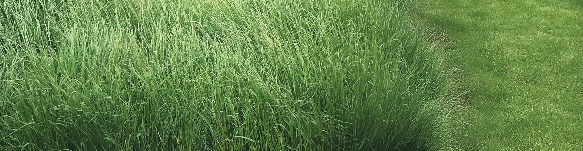 Barclamp Agriculture Grass Varieties