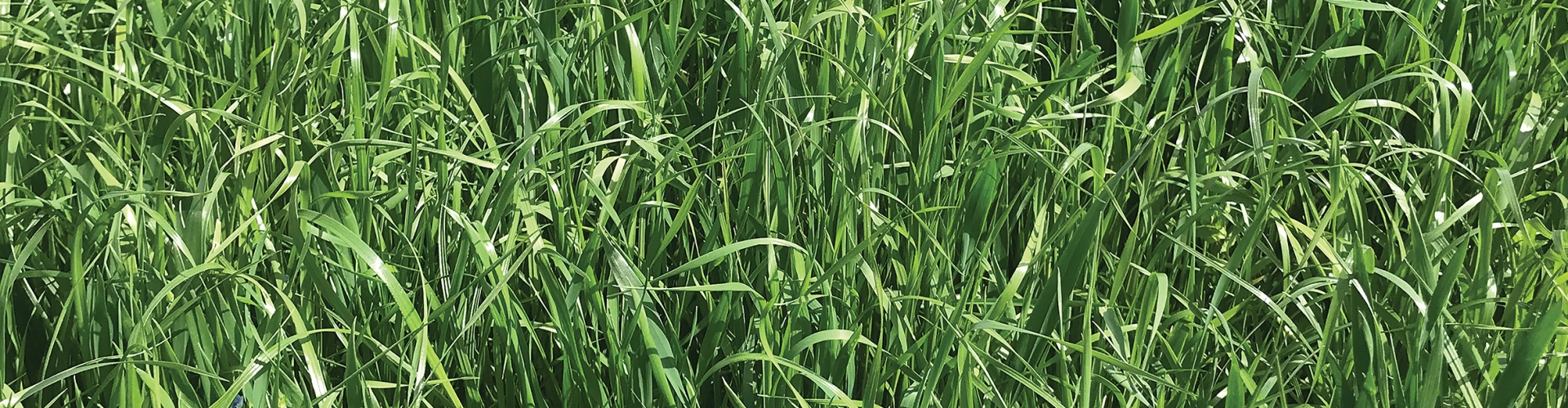 Barimax Agriculture Grass Varieties