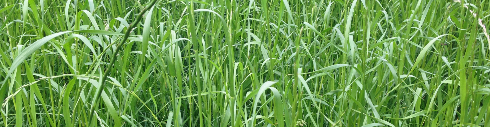 Barmultra II Agriculture Grass Varieties