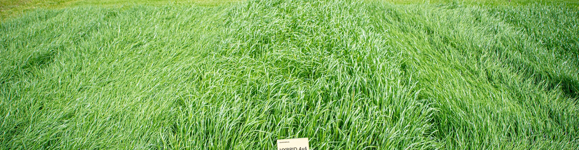 Barsilo Agriculture Grass Varieties