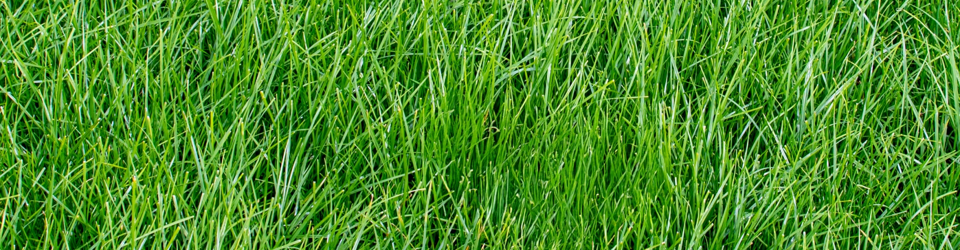 Barwave Agriculture Grass Varieties
